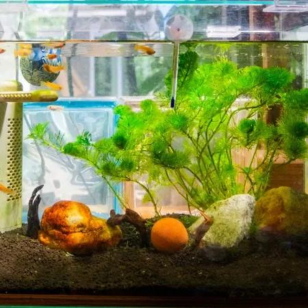 Bepflanztes Aquarium mit Fischen, Wurzeln und grünen Wasserpflanzen