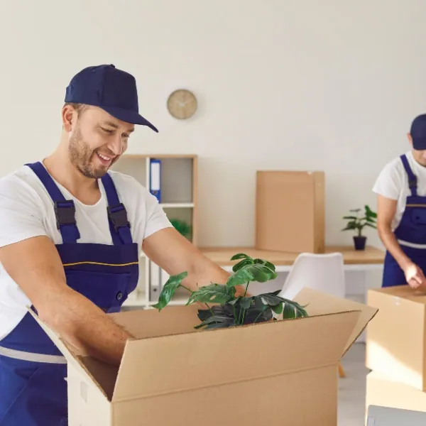 Umzugshelfer verpackt eine Zimmerpflanze in einen Karton