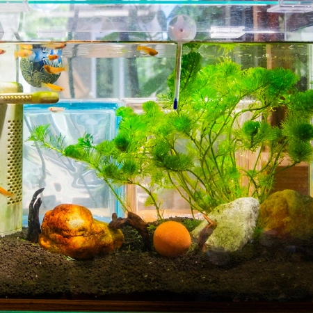 Aquariumumzug